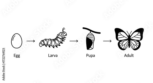 A simple black and white diagram illustrating the complete life cycle and metamorphosis of a butterfly, from egg to larva, pupa, and adult.