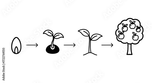 A visual representation of the life cycle of an apple tree, from seed to mature fruit-bearing plant.