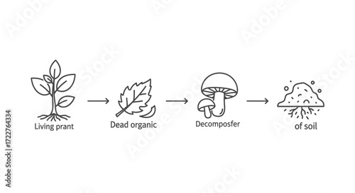 Ecological diagram illustrating the natural decomposition process from a living plant to soil, involving organic matter and decomposers.