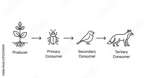 A linear diagram illustrating a simplified food chain, showing energy transfer between organisms.
