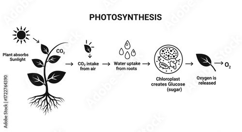 Diagram illustrating the process of photosynthesis in a plant, showing sunlight, water, and gas exchange.
