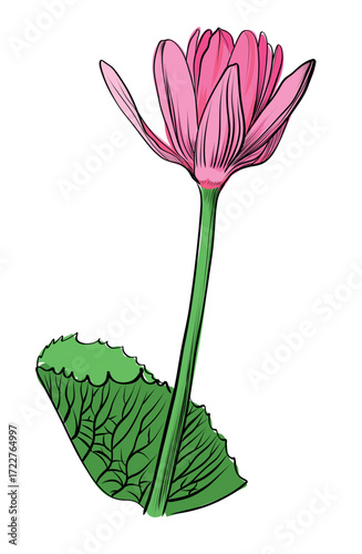 Pink lotus flower variant hand drawn vector illustration