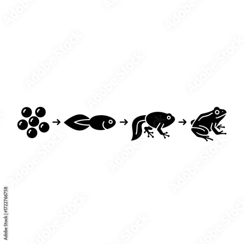 A visual representation of the life cycle of a frog, from eggs to tadpole to froglet with legs, culminating in a mature frog.