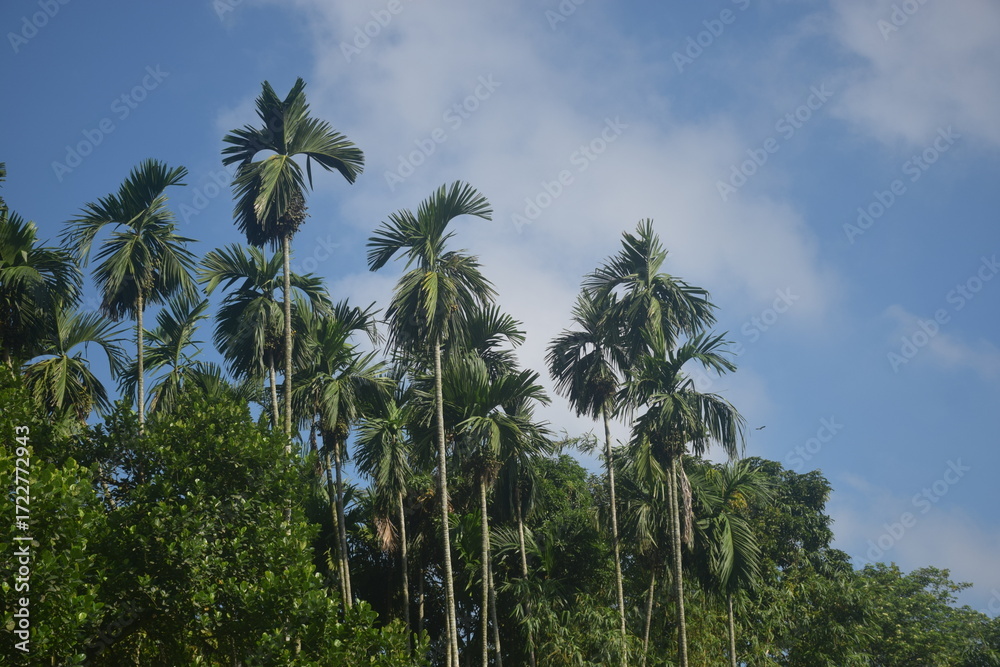Obraz premium Coconut and betel nut trees with green village garden, tropical plants, pond water, pumpkin vegetables, flowers, leaves, and natural rural countryside scenery.