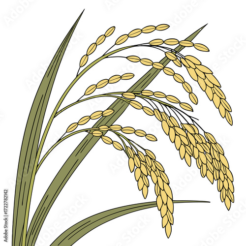 Golden Ripe Rice Panicle with Green Leaves Isolated on Transparent Background – Organic Agriculture and Harvest Concept.