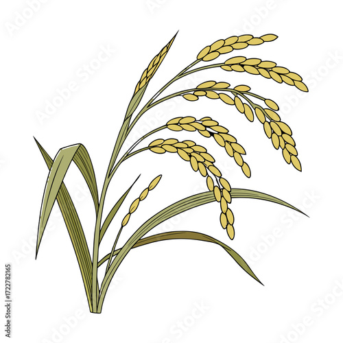 Golden Ripe Rice Panicle with Green Leaves Isolated on Transparent Background – Organic Agriculture and Harvest Concept.