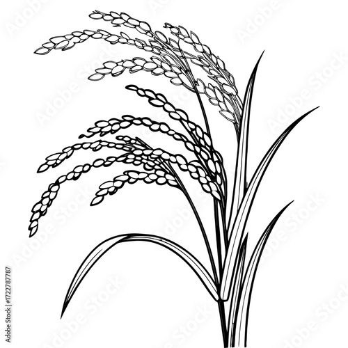 Black and White Rice Plant Vector Illustration – Agricultural Grain Crop Design. Rice Plant Vector Illustration. Paddy Crop Silhouette. Agriculture Farming Design.