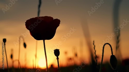 Poppy silhouette sunset field