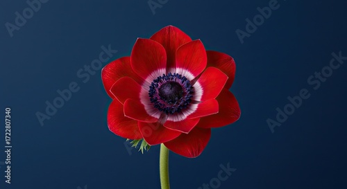 A single vibrant red anemone flower with a dark purple center, isolated against a solid deep blue background.