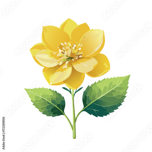  A single rapeseed flower without stem, accented by green leaves, with its yellow blossom set against a white background.