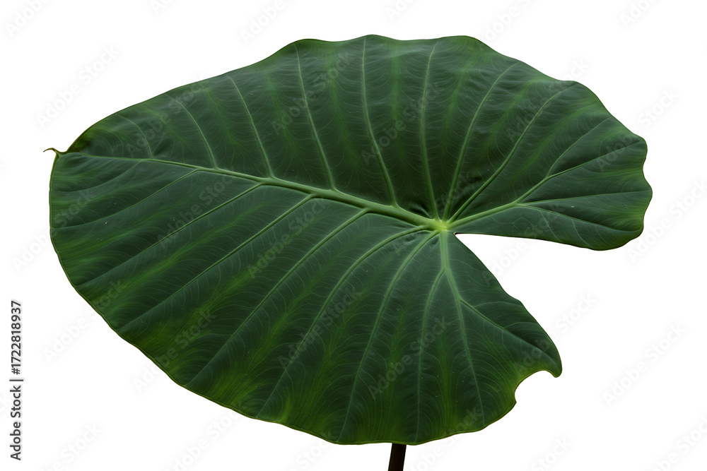 Fototapeta premium giant upright elephant ear plant isolated on transparent cutout background, cut out, png