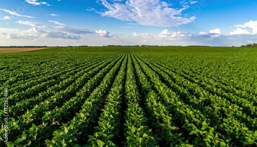 Expansive view over farmland, with bright green crops arranged in neat rows, stretching into the distance beneath a blue sky with fluffy clouds