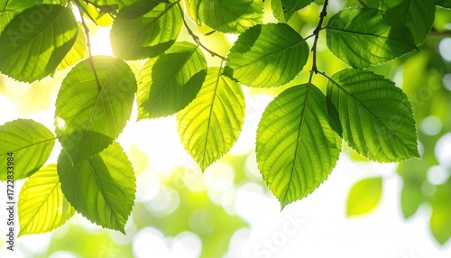 Bright green leaves hang from branches, backlit by the sun, creating bokeh patterns in the background. Fresh, natural, and vibrant