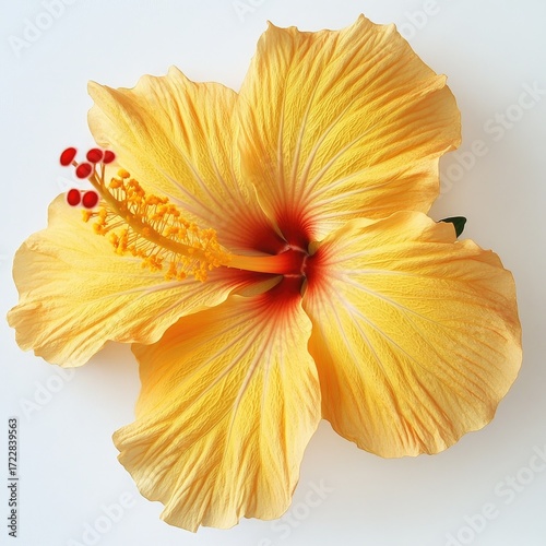 Elegant Yellow Hibiscus Bloom with Vibrant Petals and Details