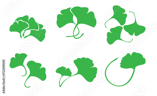 ginkgo leaf 
