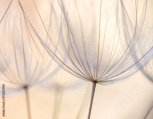Close-up of delicate seed heads