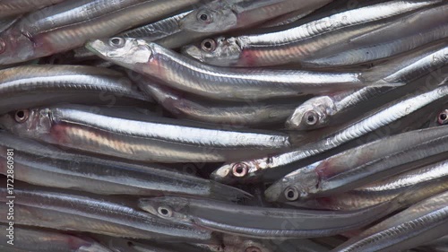 Closeup view of freshly caught anchovies. Fresh sea fish