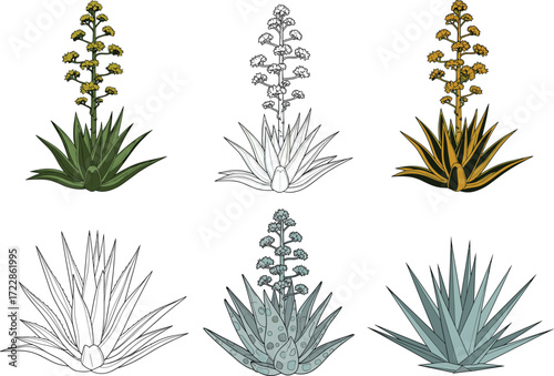 Agave plant illustrations, desert succulents set, botanical drawing collection, hand-drawn aloe species, tropical flora design, cactus family artwork, eco-friendly nature clipart pack