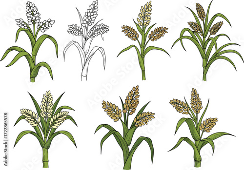 Hand-drawn and colored grain plant illustrations, cereal crop set, agricultural botanical drawings of millet, rice, and wheat plants, vector farm clipart for design