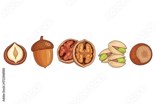 Illustration of different types of nuts the nuts are arranged in a row, and include hazelnut, acorn, walnut, pistachio, and nut
