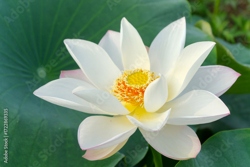 Close-up of a blooming white lotus in the pond, green background, top view