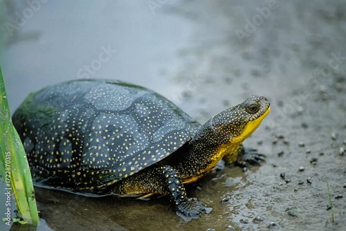 Blanding's Turtle on a rock