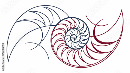 Symmetrical Nautilus Shell Illustration with Intersecting Lines and Contrasting Colors