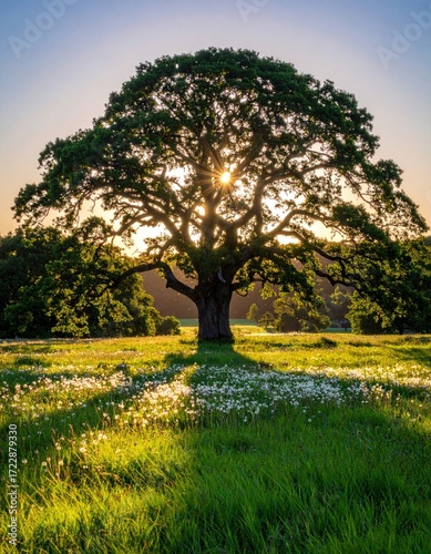 Sun bursts behind a sprawling oak tree in a field of grass and wildflowers during golden hour, casting long shadows