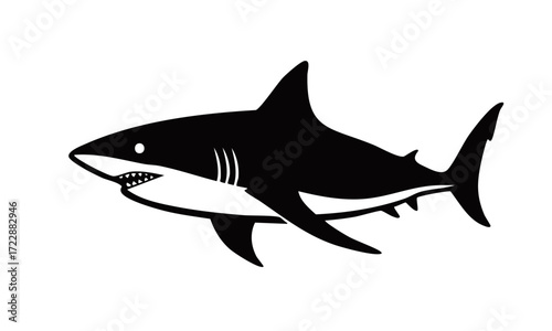 vector illustration of shark