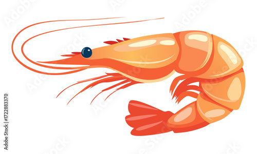 shrimp vector illustration
