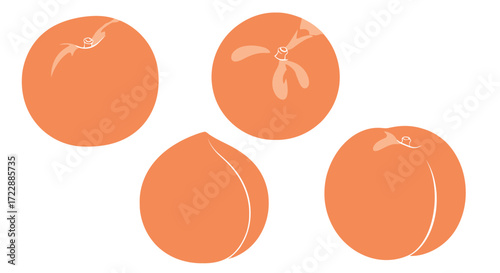 Four ripe peaches arranged artistically displaying their textured skin and vibrant orange hues vector