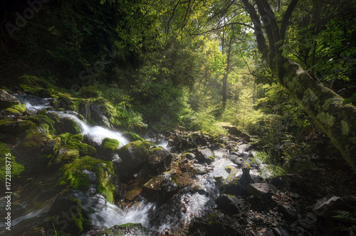 creek in the Nelson lakes national park near Saint Arnaud, New Zealand. Nice antarctic beech forest. Long exposure.