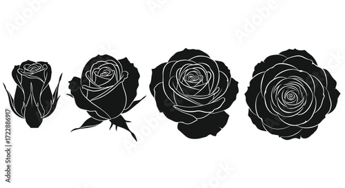 Four black roses in various stages of bloom against a white canvas vector