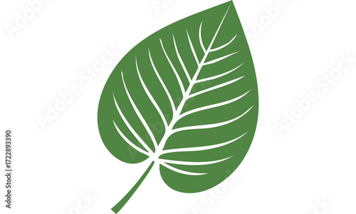 green leaf isolated on white background