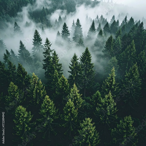 A forest covered in mist with dense coniferous trees reaching high, creating a serene, moody atmosphere with a hint of mystery