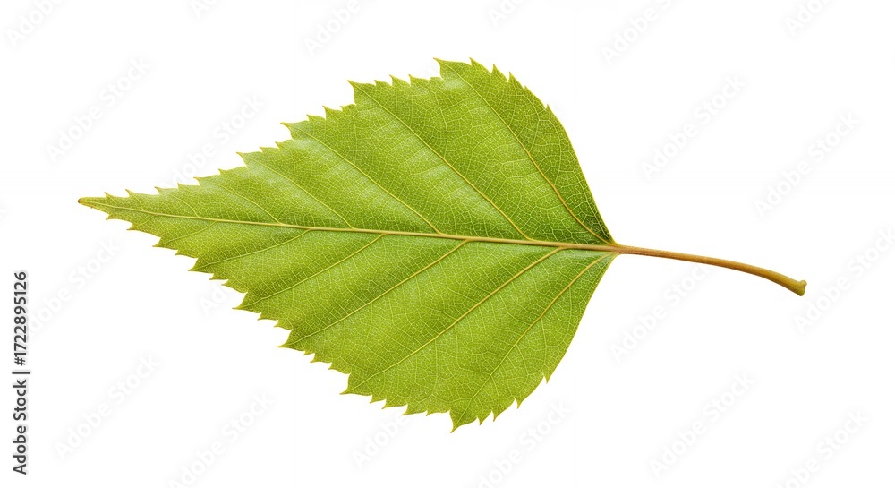 Fototapeta premium Single green birch leaf