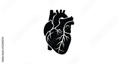 Anatomical illustration of a black heart with branching vessels on white