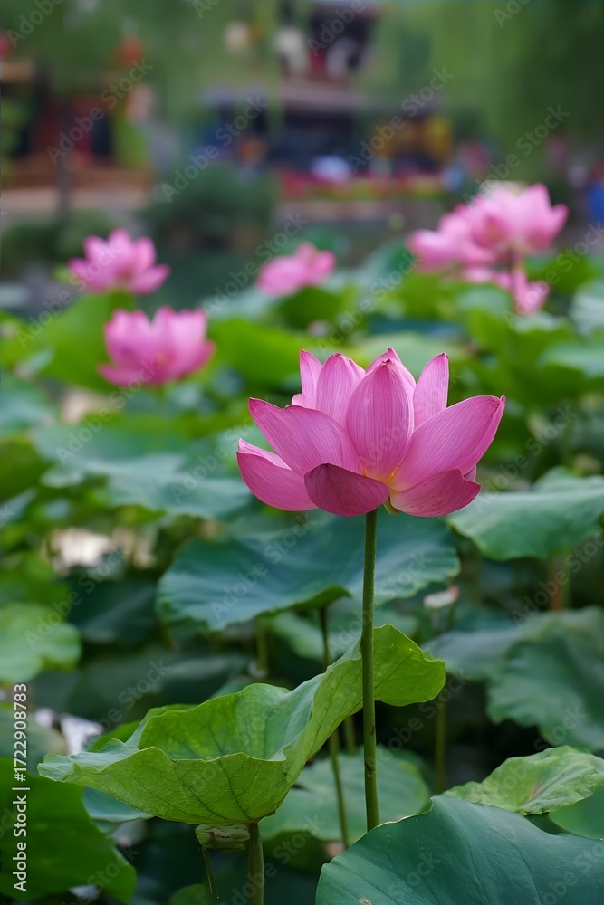 Fototapeta premium Pink lotus flower in a pond with green leaves.