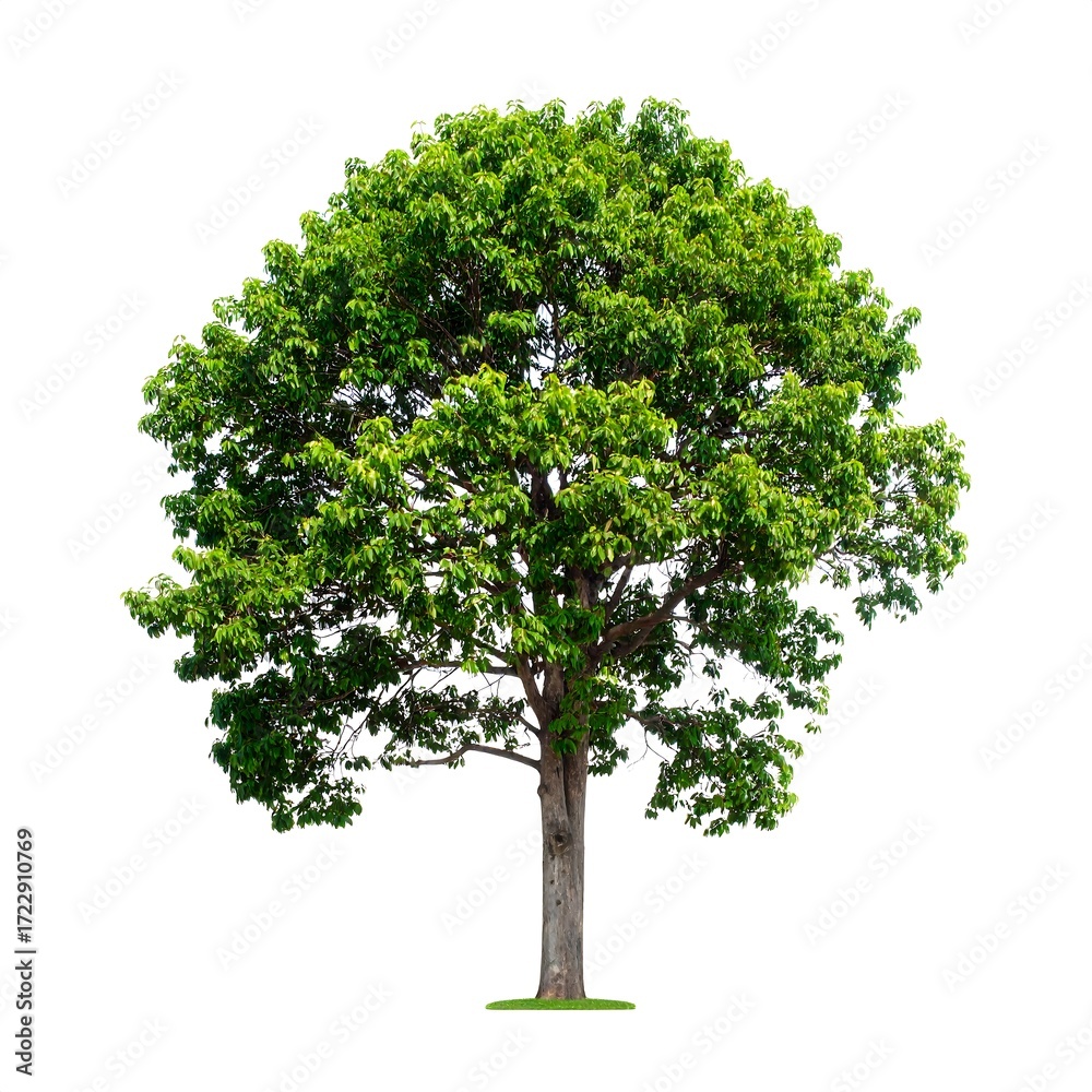 Fototapeta premium Lush green tree against white background (5)