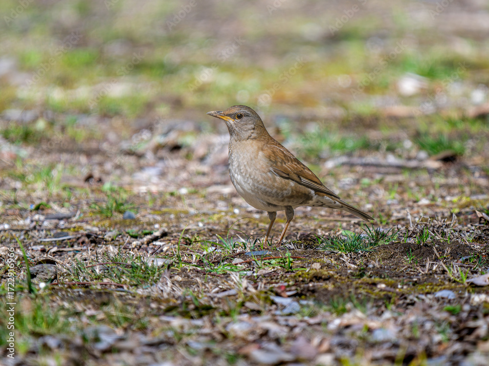 Fototapeta premium 地面を歩くシロハラ