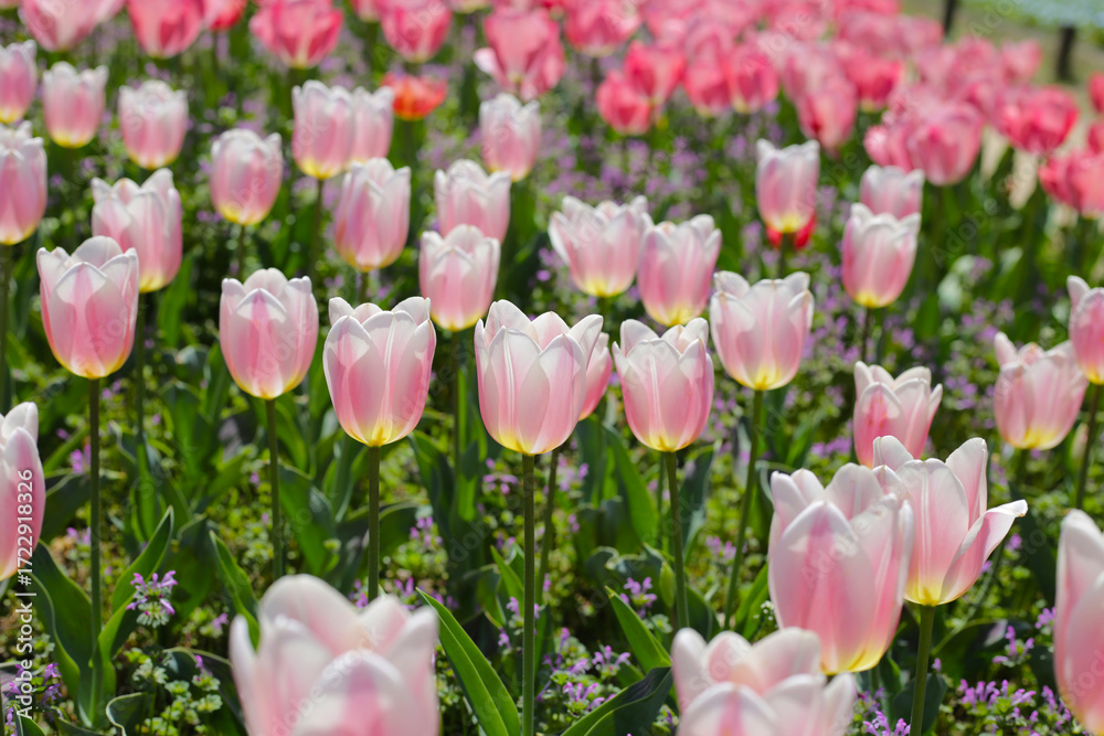Fototapeta premium Beautiful tulip flower in the park