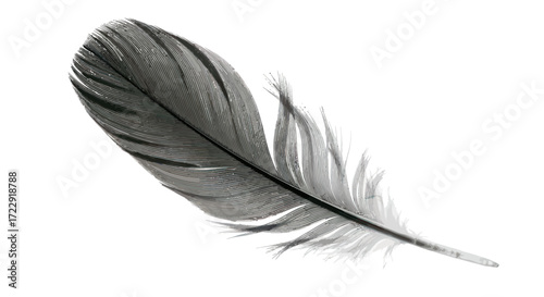 Monochrome avian plumage capturing subtle textures and delicate barbs isolated on white background