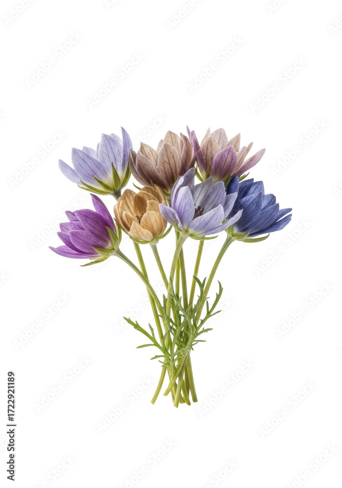 Obraz premium Macro of wild blossoms, delicate lavender, beige, blue petals & foliage, isolated on a transparent background with copy space, soft studio light, concept of serene natural beauty