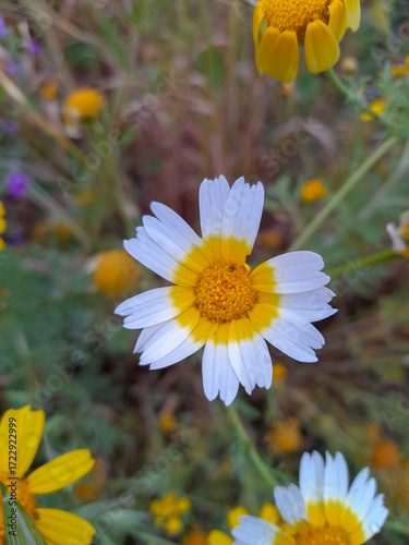 Yellow daisy in the ground. Close up