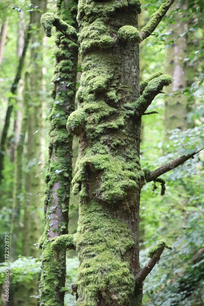 Obraz premium Moss grows in the forest 