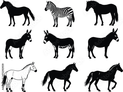 Horse silhouette, zebra illustration, donkey vector, equine animal set, farm livestock, wild zebra, domestic horse, donkey graphic, animal collection, mammal art