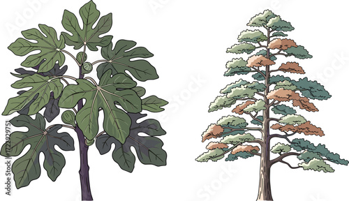 Fig Tree and Bald Cypress Botanical Vector Illustration with Seasonal Foliage, Leaf Morphology, Fruit Details, Educational Plant Comparison Design
