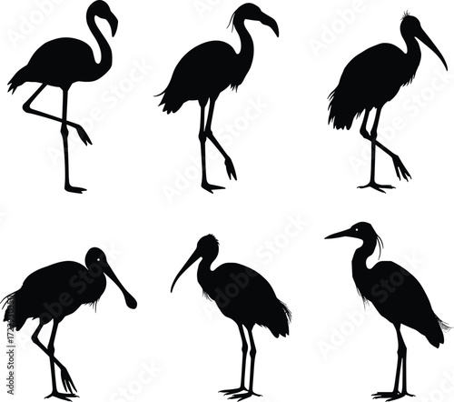 Black bird silhouettes with long legs, heron stork ibis vector illustration, wildlife artwork, wading bird posture collection, zoology educational nature design