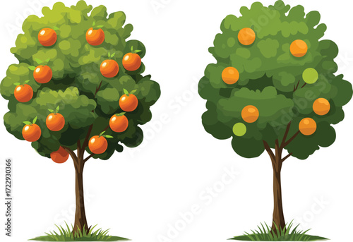 Fruit Trees with Green Foliage and Orange Fruits Vector Illustration Showing Ripening Stages and Botanical Contrast for Nature, Design, and Education