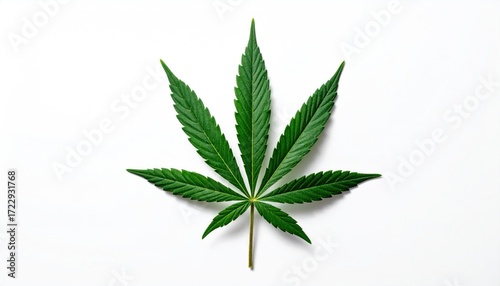 Single, vividly green, seven-pointed leaf centered on white backdrop, displaying distinct venation and textured surface detail under light